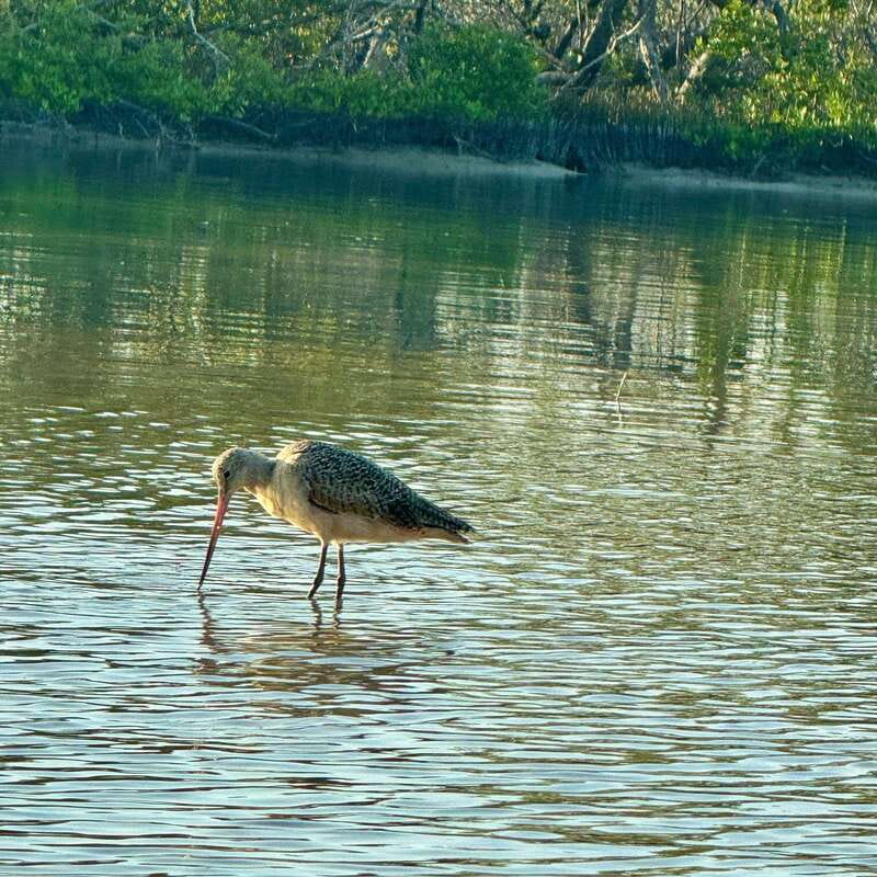 Holbox: Sunrise & Mangrove Kayak Tour - How strenuous is the kayaking?