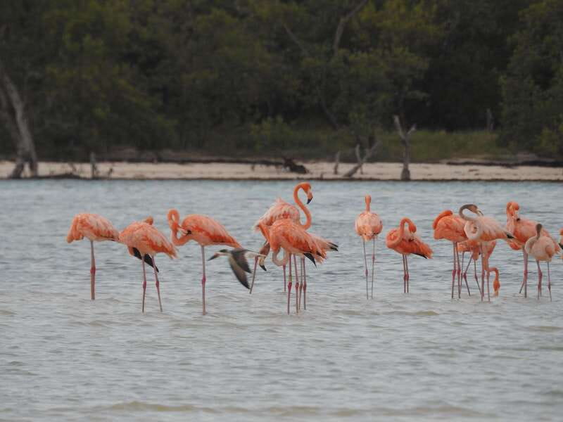 Holbox: Yum Balam Reserve Classic Boat Tour - Key points to know before booking