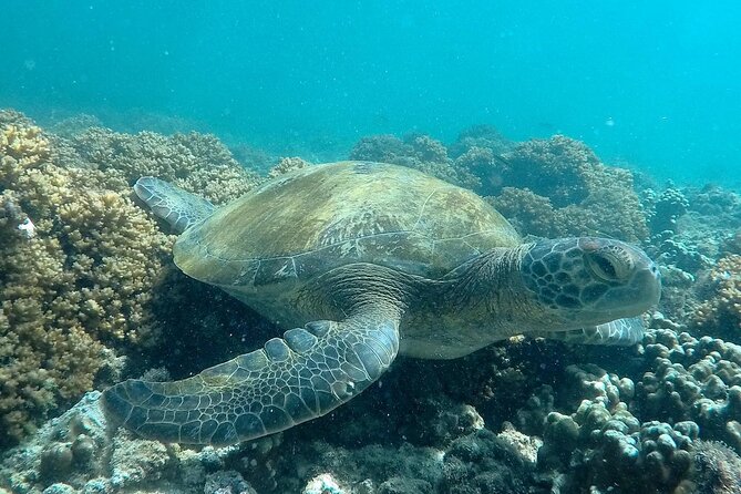 holy spirit island tour - Snorkeling with sea lions and reef fish