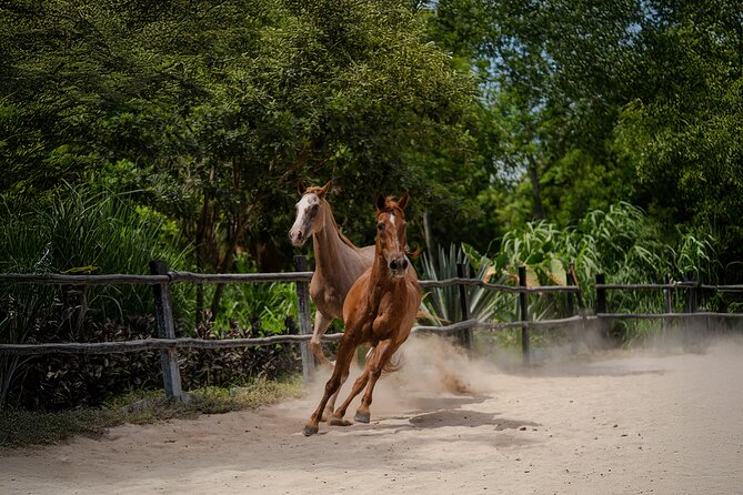 Horseback Riding and Cenote Swim from Cancun or Playa del Carmen - Should you book Rancho Bonanza?