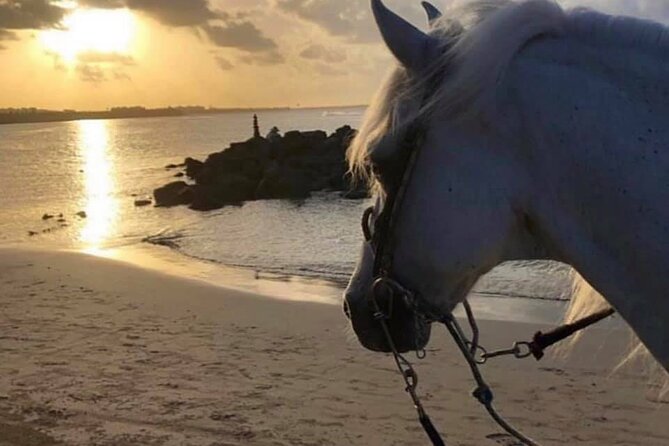 Horseback Riding in Sayulita Through Jungle Trails to the Beach - The tequila tasting after the ride