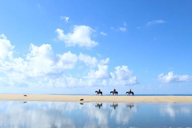 Horseback Riding Tour in Cabo San Lucas - Giant cacti, beach views, and desert wildlife