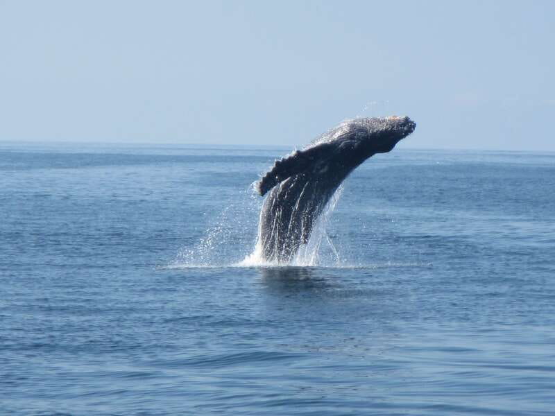 Huatulco: Bays Boat Tour with Snorkeling and Hotel Pickup - Should you book the Huatulco bays tour?