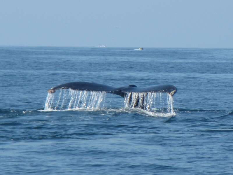 Huatulco: Bays Boat Tour with Snorkeling and Hotel Pickup - Who will enjoy this boat tour most