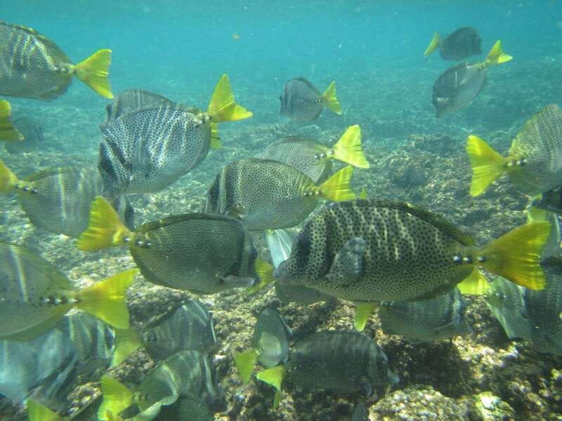 Huatulco: Bays Boat Tour with Snorkeling and Hotel Pickup - Practical tips for a smoother day