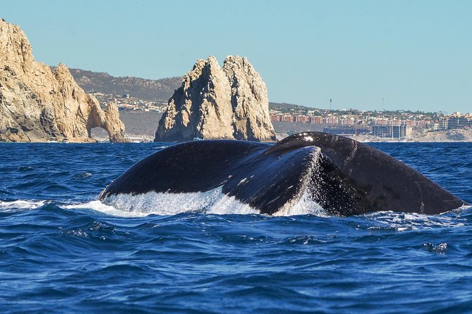 Humpback Whales in Cabo San Lucas - Why this Cabo whale trip is worth your morning