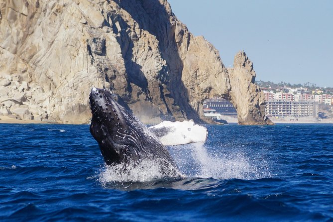Humpback Whales in Cabo San Lucas - What whale watching can look like from the boat