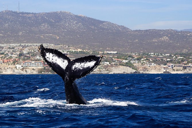 Humpback Whales in Cabo San Lucas - The small-group setup makes a real difference