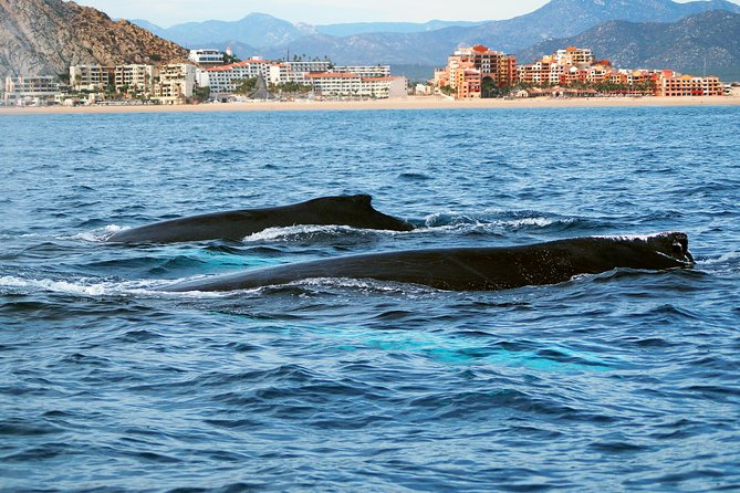 Humpback Whales in Cabo San Lucas - Is $99 a fair price?
