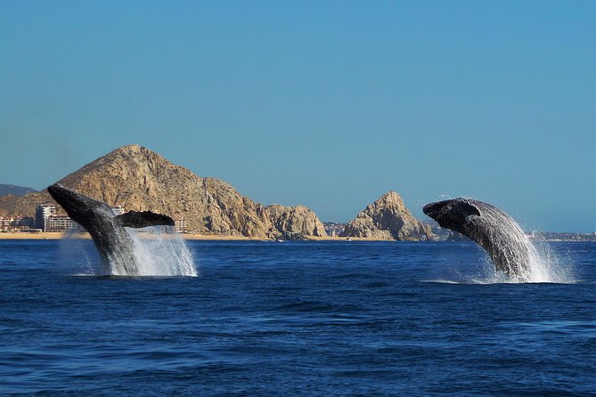 Humpback Whales in Cabo San Lucas - Who will enjoy this most
