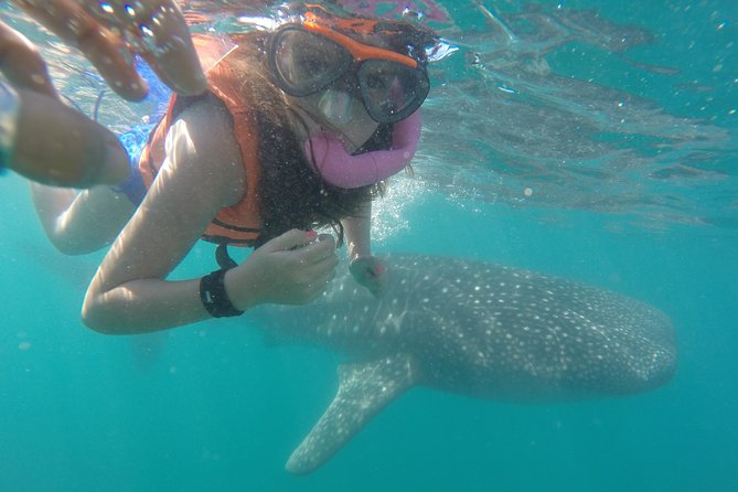 Intimate Eco-Friendly Whale Shark Encounter - Premium Service - Key points to know before booking