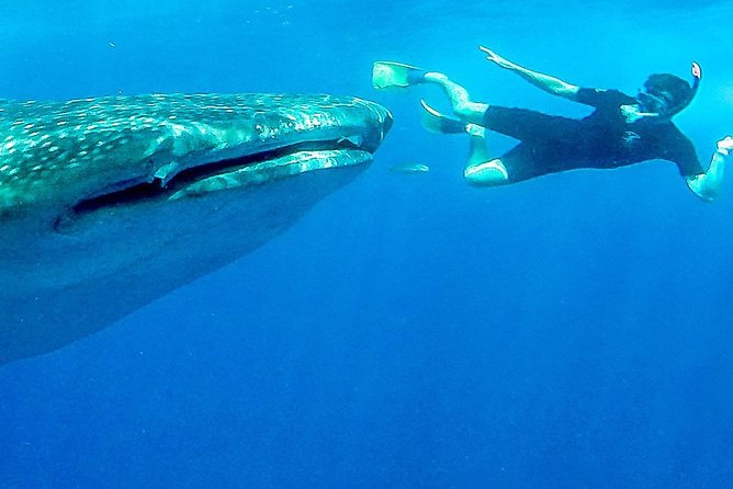 Intimate Eco-Friendly Whale Shark Encounter - Premium Service - Why this La Paz whale shark trip feels personal