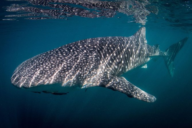 Intimate Eco-Friendly Whale Shark Encounter - Premium Service - Getting fitted with the right gear