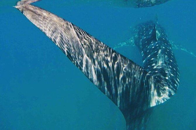 Intimate Eco-Friendly Whale Shark Encounter - Premium Service - The boat ride to the sanctuary