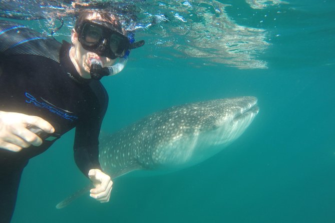 Intimate Eco-Friendly Whale Shark Encounter - Premium Service - The first swim beside a whale shark