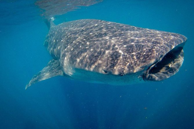 Intimate Eco-Friendly Whale Shark Encounter - Premium Service - Why two or three water entries matter