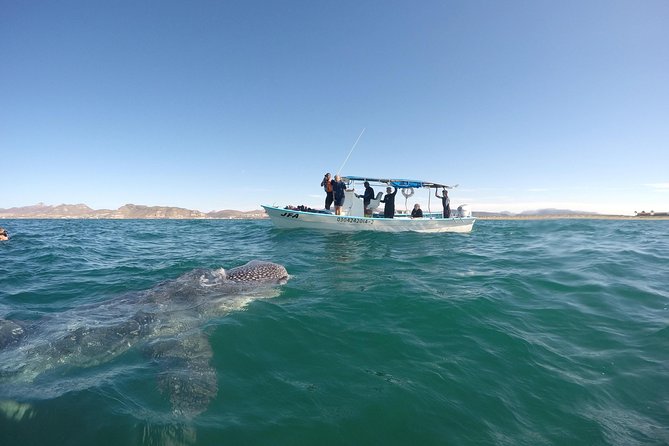 Intimate Eco-Friendly Whale Shark Encounter - Premium Service - Photos, video, and the eco-friendly details