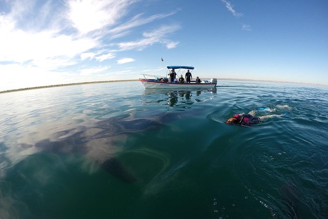 Intimate Eco-Friendly Whale Shark Encounter - Premium Service - Snacks and the return to La Paz
