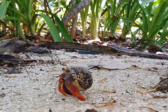 Isla Contoy and Isla Mujeres Tour with Snorkeling from Cancun - A Mayan-style barbecue on the beach