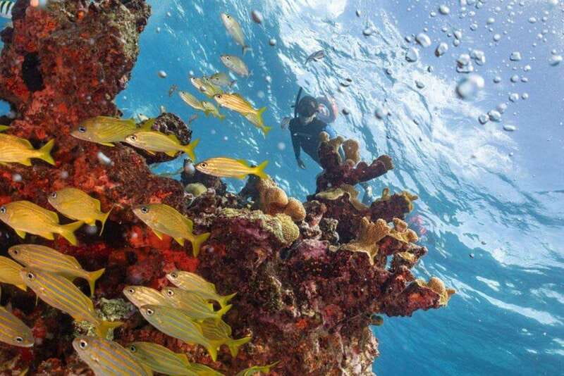 Isla Mujeres: Snorkel Tour at Musa and Manchones Reef - Why MUSA makes this Isla Mujeres snorkel trip different