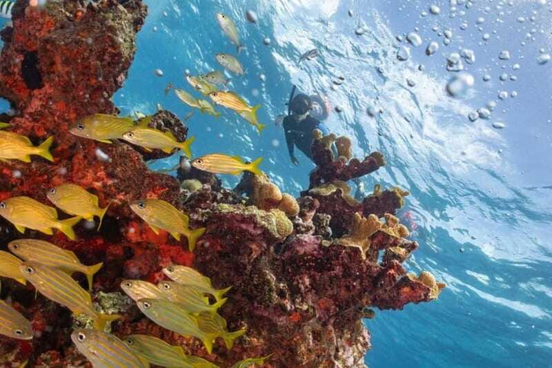 Isla Mujeres: Snorkel Tour at Musa and Manchones Reef - Why the guides suit first-time snorkelers