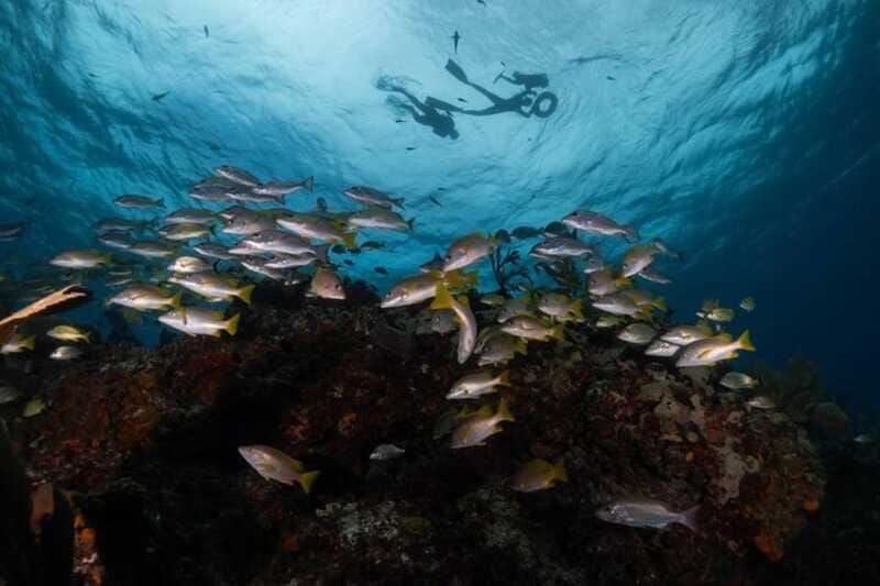 Isla Mujeres: Snorkel Tour at Musa and Manchones Reef - Is the $50 price good value?