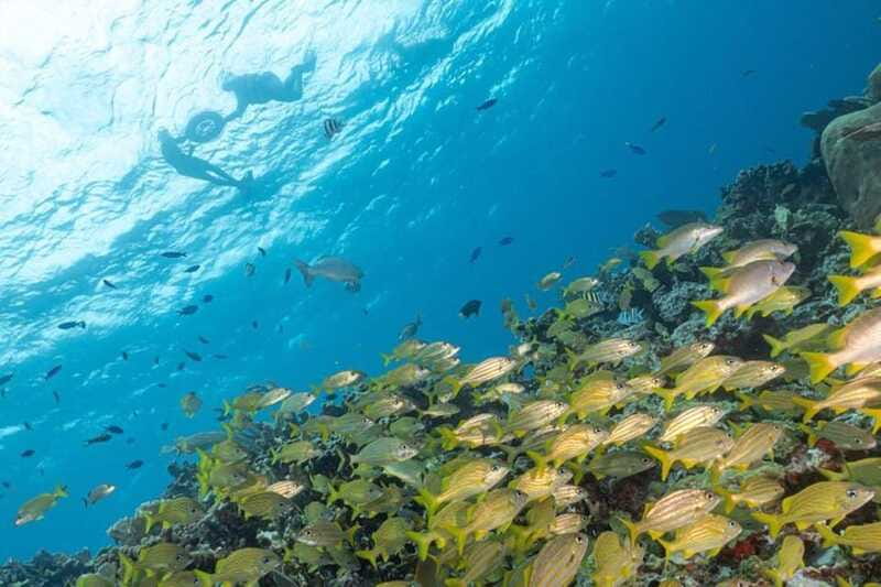 Isla Mujeres: Snorkel Tour at Musa and Manchones Reef - Who should book this tour?