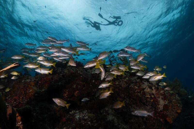 Isla Mujeres: Snorkel Tour at Musa and Manchones Reef - What the four-hour schedule feels like