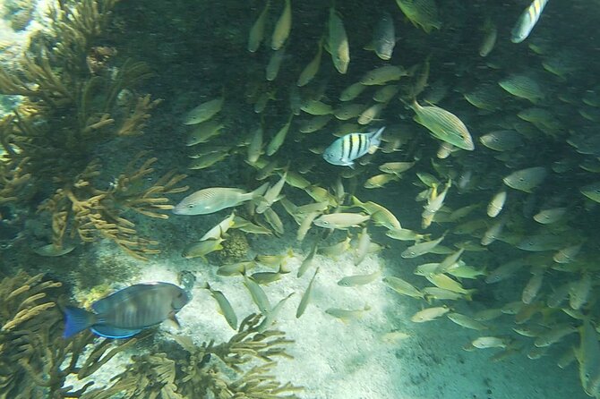 Isla Mujeres Snorkeling Adventure at the Underwater Museum - Is $52 a good price?
