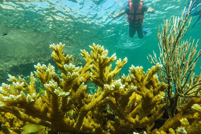 Isla Mujeres Snorkeling Tour Adventure - Stop two: a quieter reef area with changing wildlife