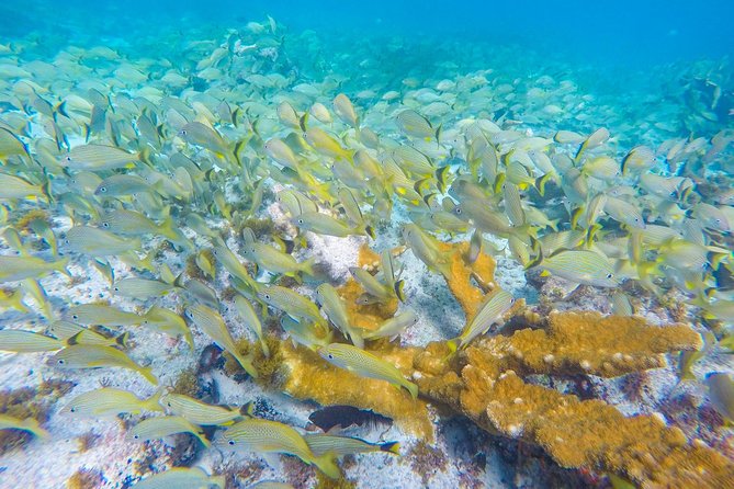 Isla Mujeres Snorkeling Tour Adventure - Ceviche, chips, and the end of the outing