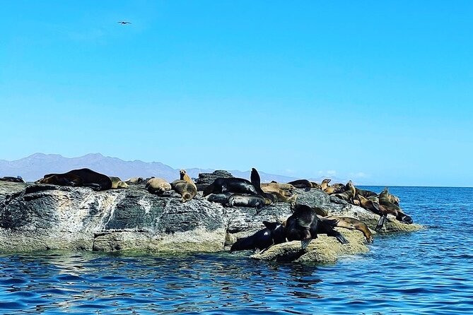 Island Tour with Snorkeling and Picnic - A two-hour beach picnic on Coronado