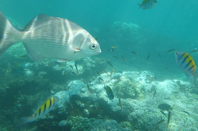 Ixtapa Island Tour - Key points to know before you book