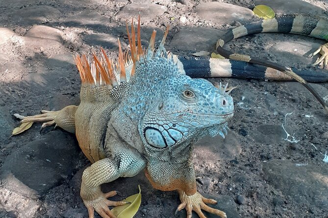 Ixtapa Island Tour - Who will enjoy this tour most