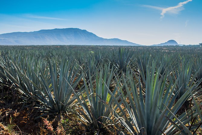José Cuervo Tequila Day Experience from Guadalajara - La Rojeña and the José Cuervo story