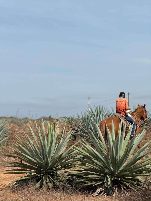 Jungle and beach horseback ride + lunch + mezcal - Is the $105 price a good value?