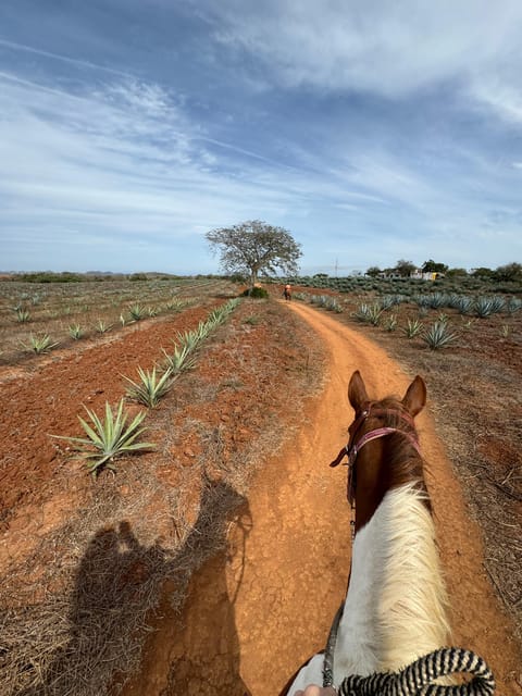 Jungle and beach horseback ride + lunch + mezcal - Should you book it?