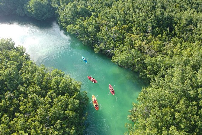 Kayak adventure through Laguna Nichupté in Cancun - Paddling Toward the Bird Tree