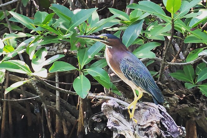 Kayak adventure through Laguna Nichupté in Cancun - Through the Mangrove Tunnels