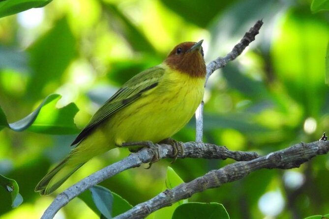Kayak adventure through Laguna Nichupté in Cancun - Who Will Enjoy This Paddle?