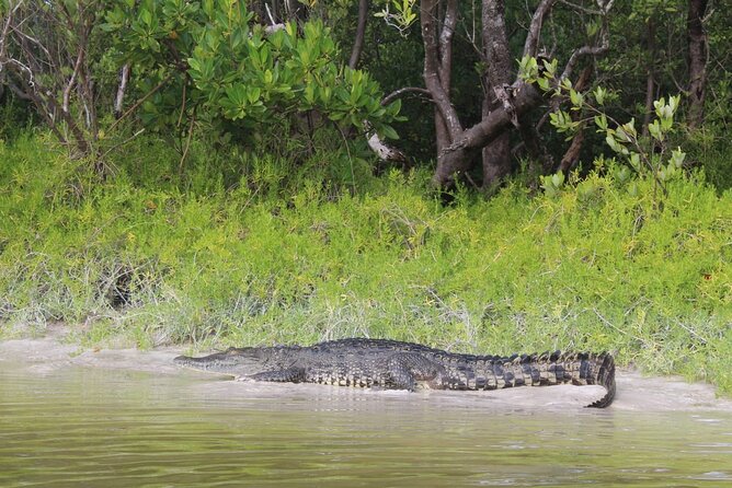 Kayak Experience in the Mangroves of Holbox Island - Three mangrove types and a busy food chain