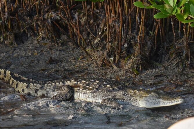 Kayak Experience in the Mangroves of Holbox Island - What to bring, and what to leave behind