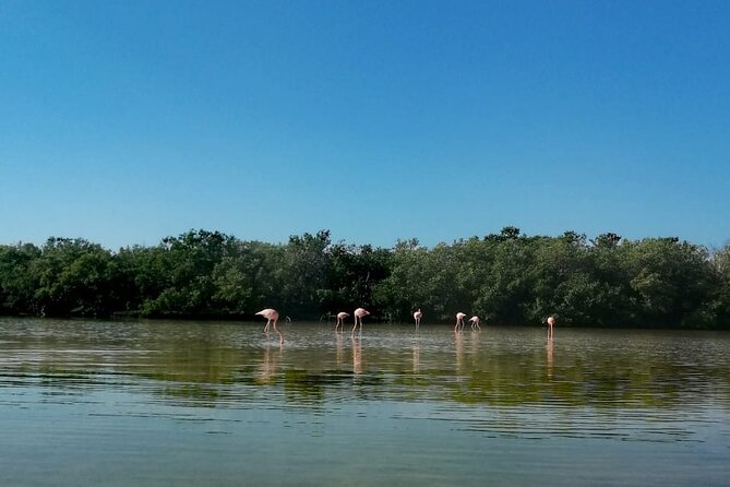 Kayak Experience in the Mangroves of Holbox Island - Is $56.75 a fair price?