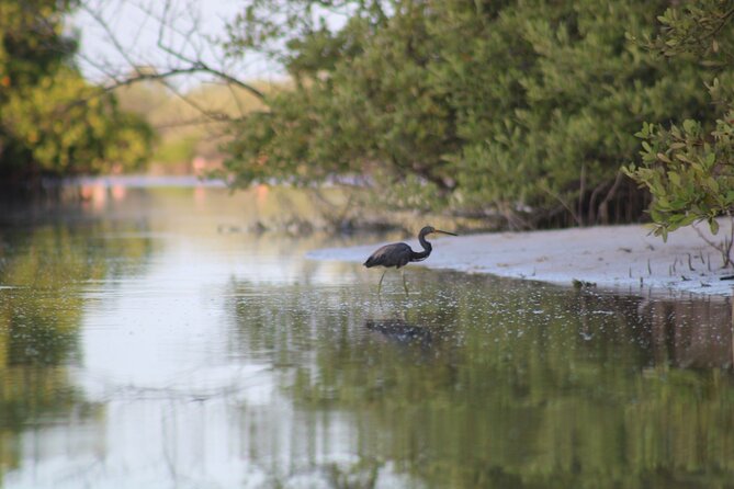 Kayak Mangroves Sunrise Experience - Hotel pickup and the early start