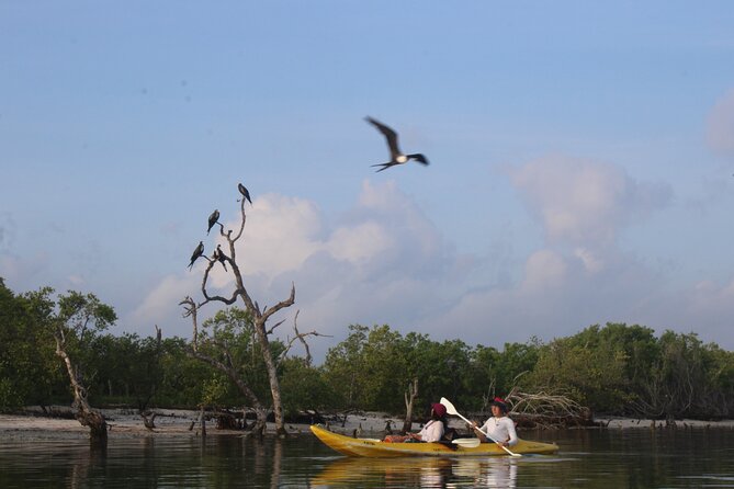 Kayak Mangroves Sunrise Experience - Is the tour good value?