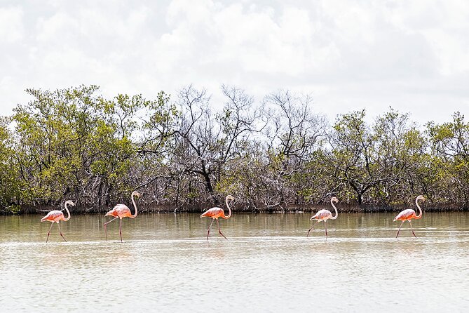 Kayaking Tour Through the Mangroves in Isla Holbox - The break and the paddle back
