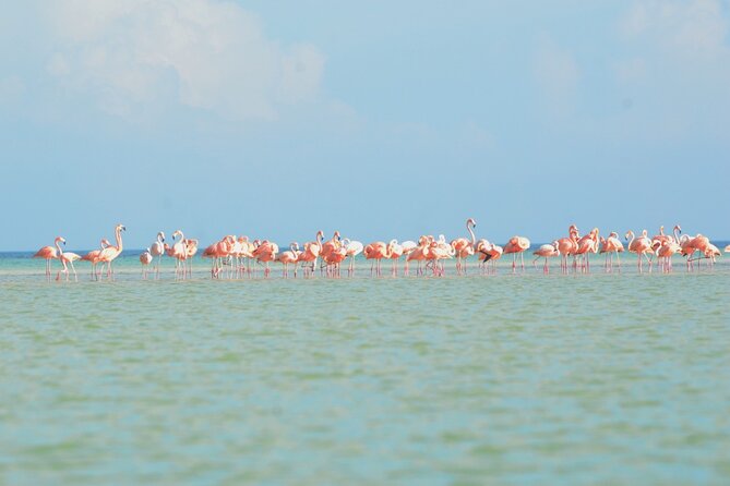Kayaking Tour Through the Mangroves in Isla Holbox - Wildlife depends on timing and luck