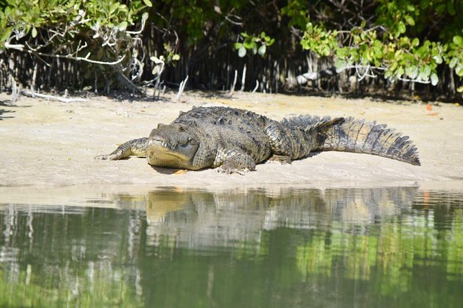 Kayaking Tour Through the Mangroves in Isla Holbox - How much value do you get for $50.78?