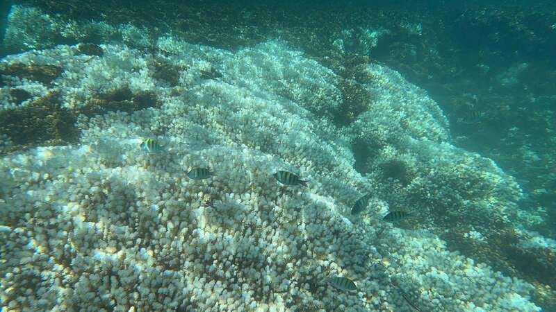 La Paz: Espiritu Santo Island Tour - Should you book the Espíritu Santo tour?