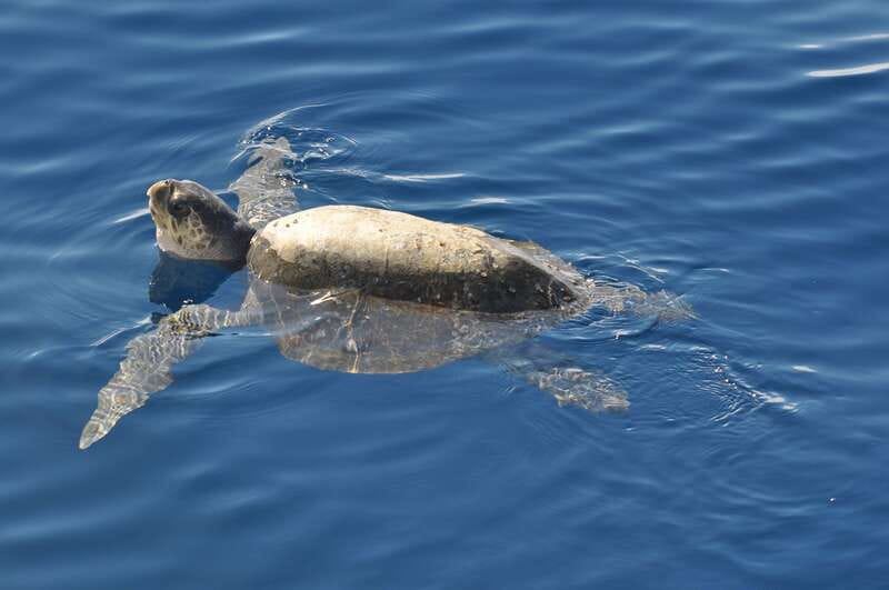 La Paz: Espiritu Santo Island Tour - El Corralito brings the best snorkeling time